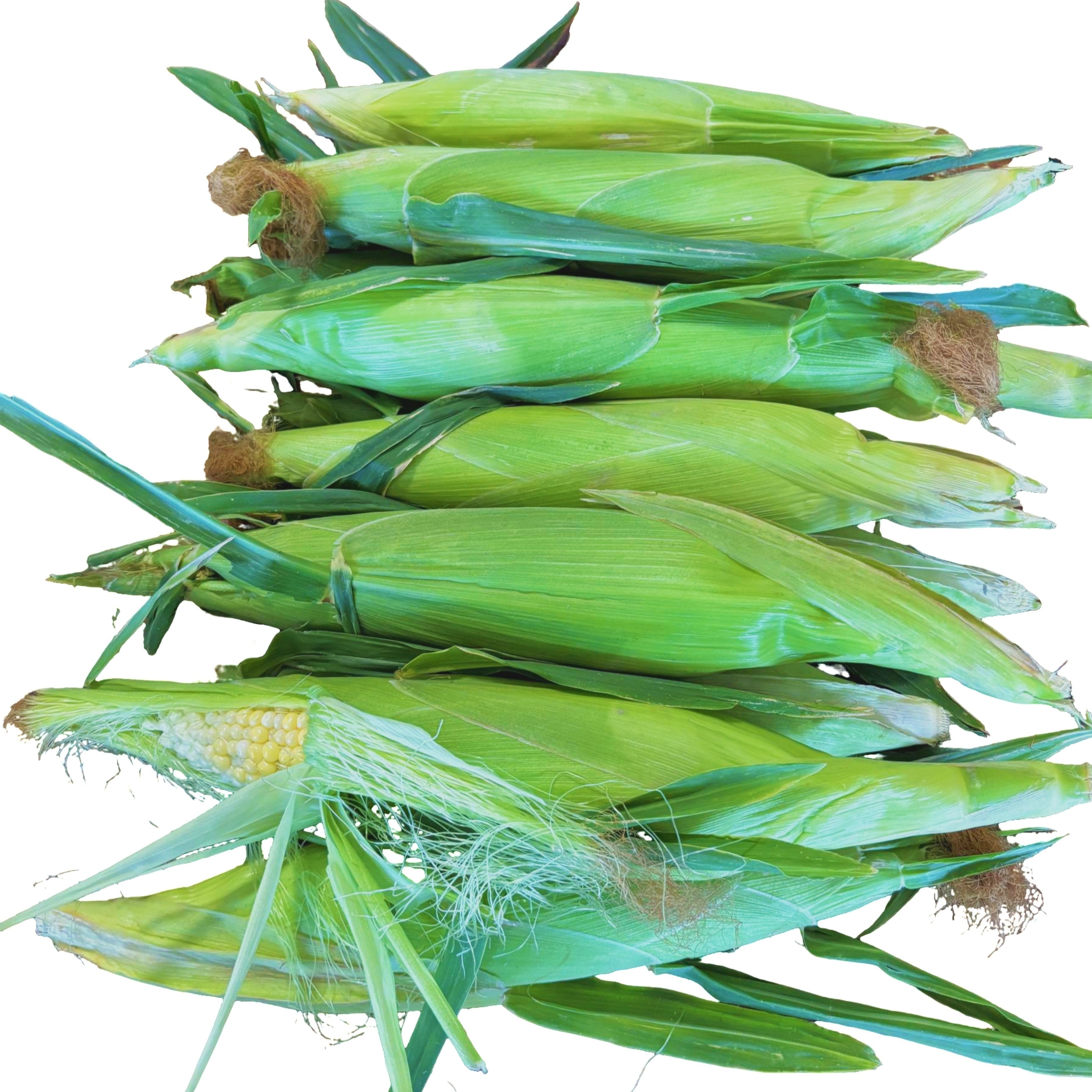 Corn (sold by the dozen)