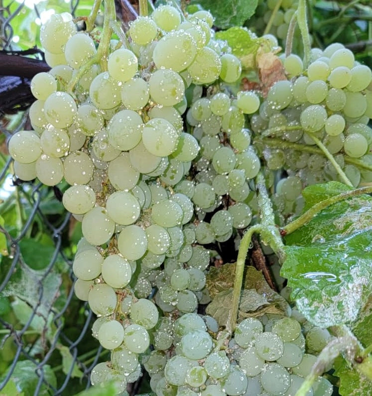 Green Grapes (sold by the pound)
