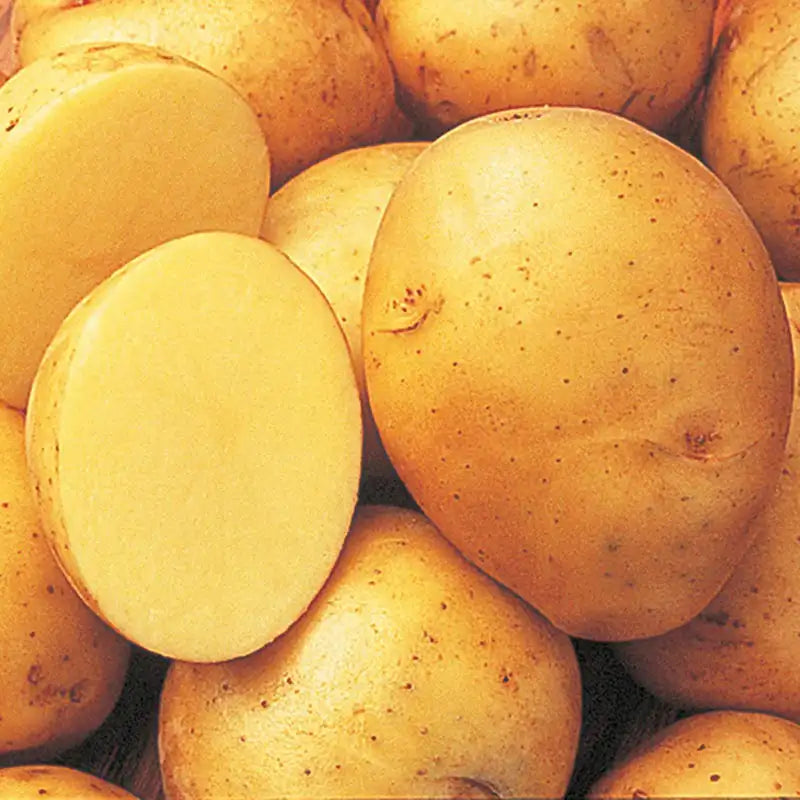 Yukon Gold Potatoes (sold by the 10 lb. bag)